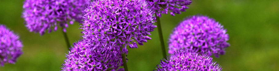 Flor de Allium: Conoce todo sobre esta bellísima especie