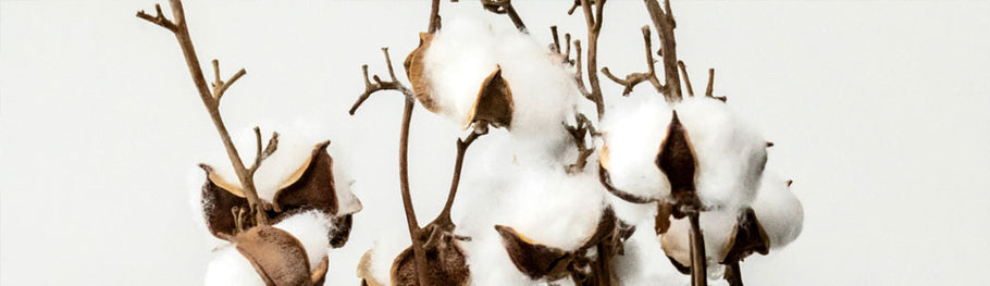 Flor de algodón: Cuando la suavidad y la belleza se combinan