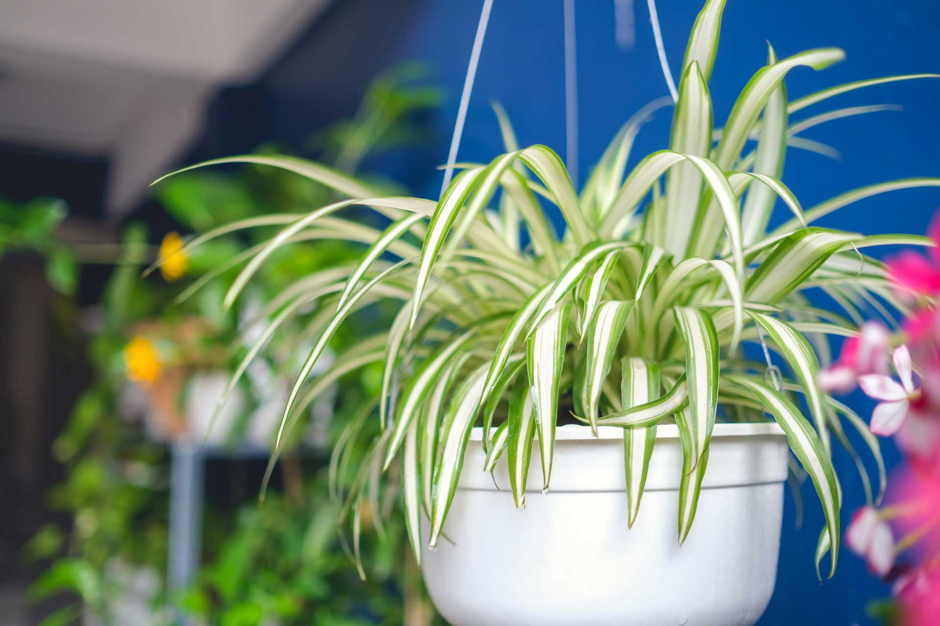 Plantas que purifican el aire de forma eficiente  PR Floral Marketing