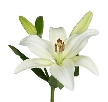 lilie white Oriental Lillie White – PR Floral Marketing
