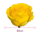 Load image into Gallery viewer, Color Roses - PR Floral Marketing