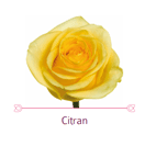 Load image into Gallery viewer, Color Roses - PR Floral Marketing