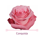 Load image into Gallery viewer, Color Roses - PR Floral Marketing