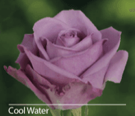 Load image into Gallery viewer, Color Roses - PR Floral Marketing