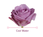 Load image into Gallery viewer, Color Roses