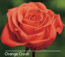 Load image into Gallery viewer, Color Roses - PR Floral Marketing