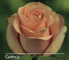 Load image into Gallery viewer, Color Roses - PR Floral Marketing