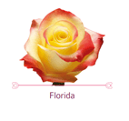 Load image into Gallery viewer, Color Roses - PR Floral Marketing