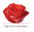 Load image into Gallery viewer, Color Roses - PR Floral Marketing