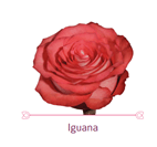 Load image into Gallery viewer, Color Roses - PR Floral Marketing