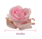 Load image into Gallery viewer, Color Roses - PR Floral Marketing