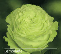 Load image into Gallery viewer, Color Roses - PR Floral Marketing