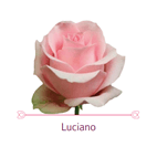 Load image into Gallery viewer, Color Roses - PR Floral Marketing