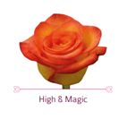 Load image into Gallery viewer, Color Roses - PR Floral Marketing