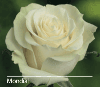 Load image into Gallery viewer, Color Roses - PR Floral Marketing