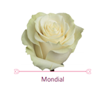 Load image into Gallery viewer, Color Roses