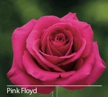 Load image into Gallery viewer, Color Roses - PR Floral Marketing