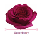 Load image into Gallery viewer, Color Roses