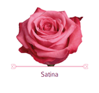 Load image into Gallery viewer, Color Roses - PR Floral Marketing