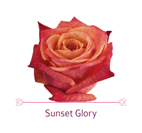 Load image into Gallery viewer, Color Roses - PR Floral Marketing