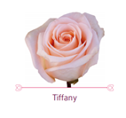 Load image into Gallery viewer, Color Roses