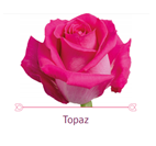 Load image into Gallery viewer, Color Roses