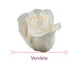 Load image into Gallery viewer, Color Roses