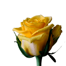 Load image into Gallery viewer, Color Roses - PR Floral Marketing