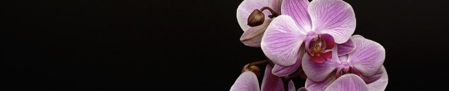 Conoce los diferentes tipos de orquídeas