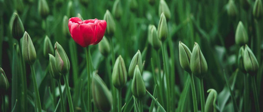 Desea una pronta recuperación con estas flores