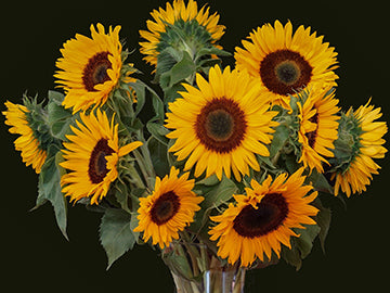 PR Floral: Calidad, experiencia y productos Premium
