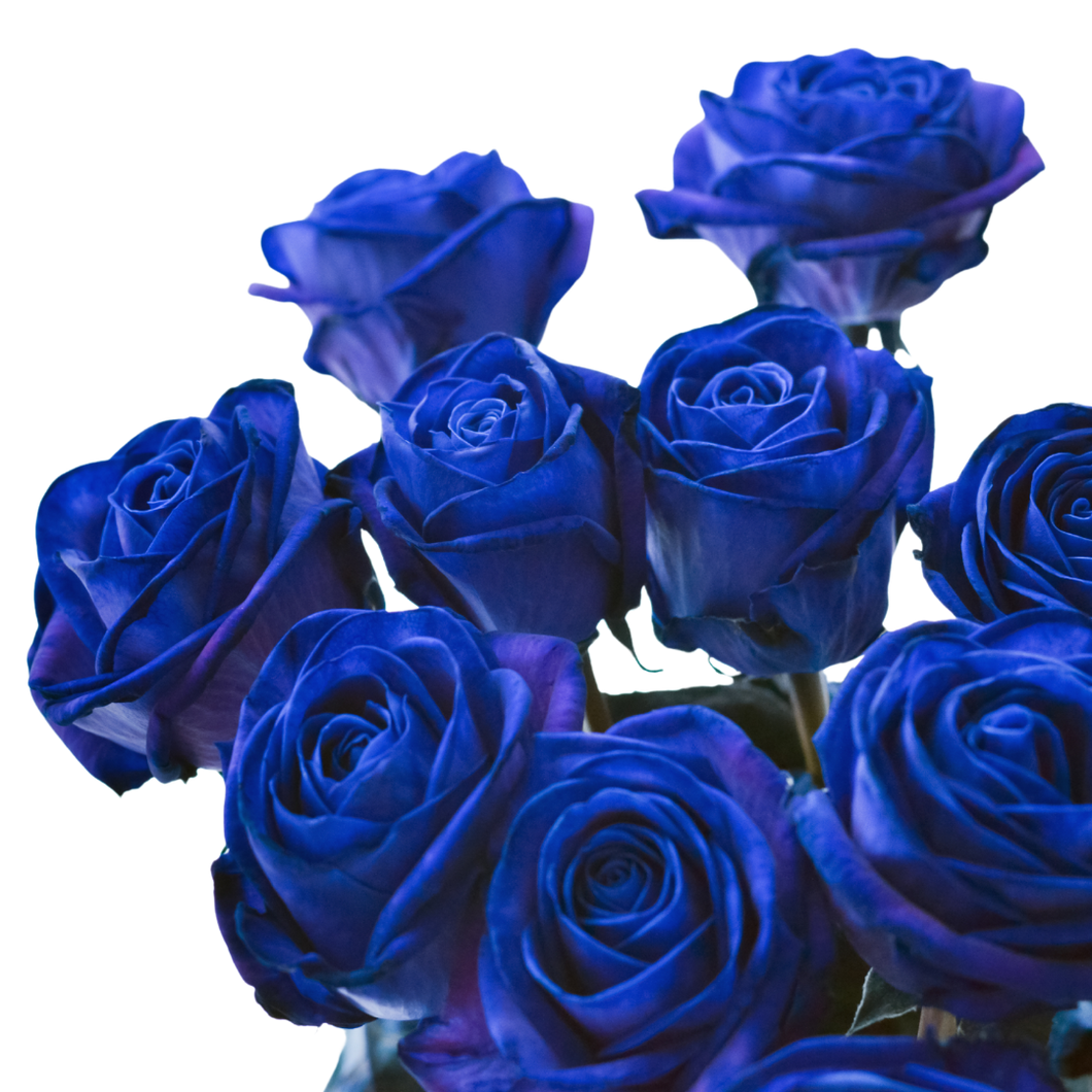 Blue Roses