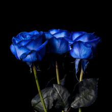 Load image into Gallery viewer, Blue Roses
