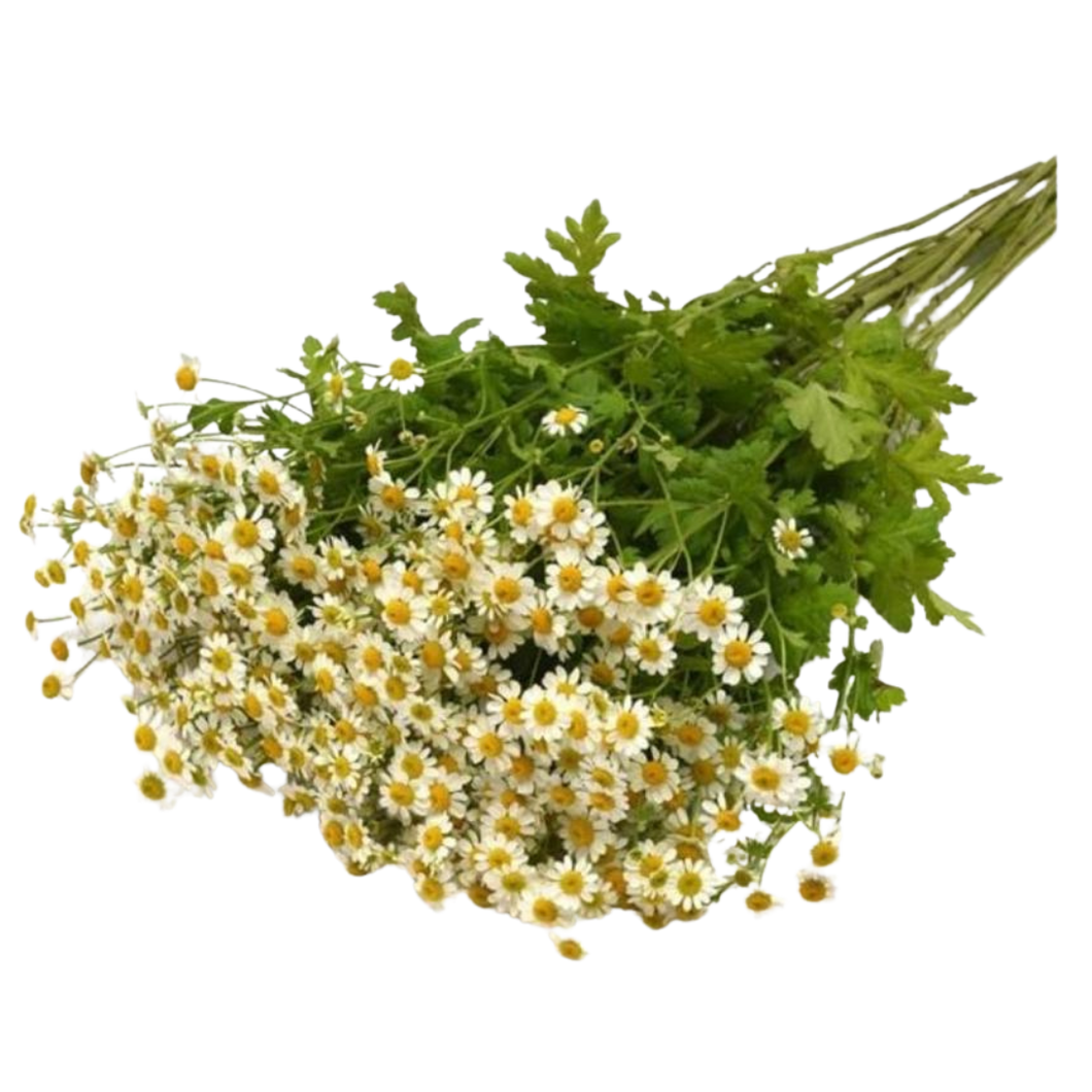Matricaria