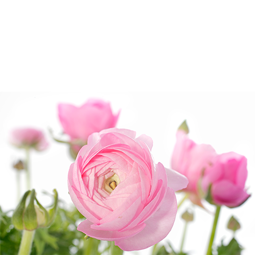 Ranunculus