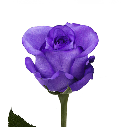 12 Rosas Tintadas