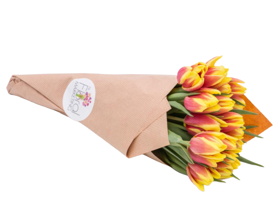 Tulipanes