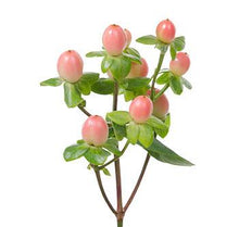 Load image into Gallery viewer, Hypericum berries
