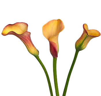 Mini Callas