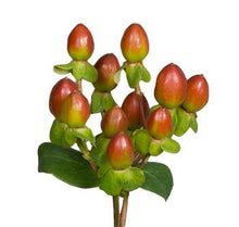 Load image into Gallery viewer, Hypericum berries
