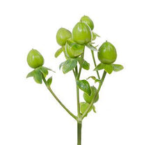 Load image into Gallery viewer, Hypericum berries
