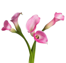 Cargar imagen en el visor de la galería, Mini Callas
