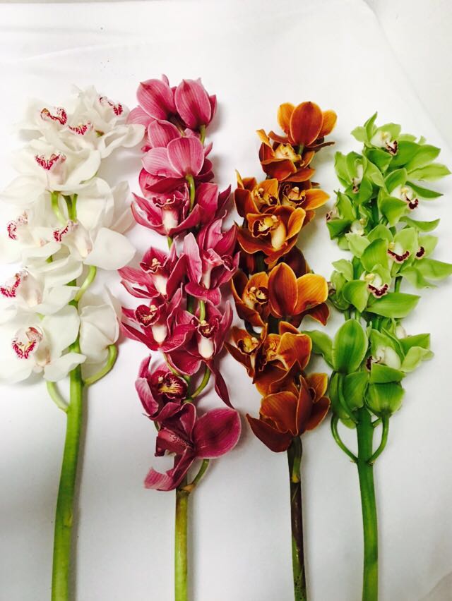 Cymbidium