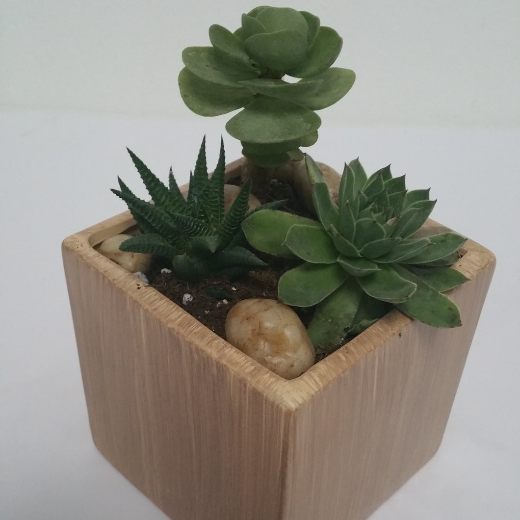 Zen Garden