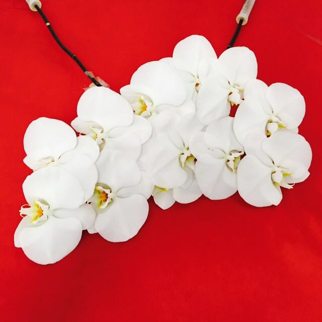 Cortar Phalenopsis