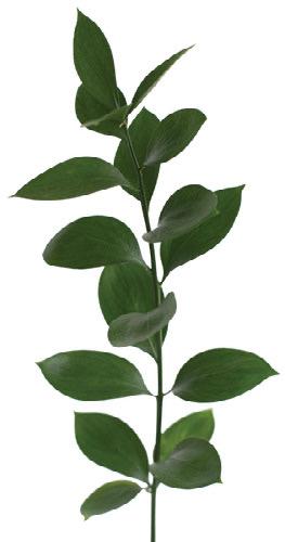 Israelí ruscus