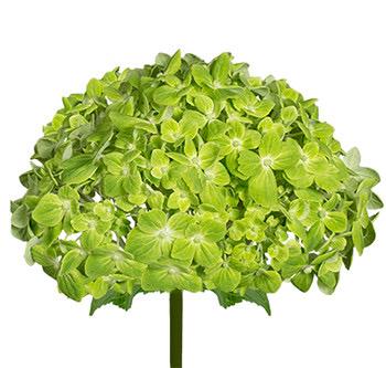 Hortencia malvada