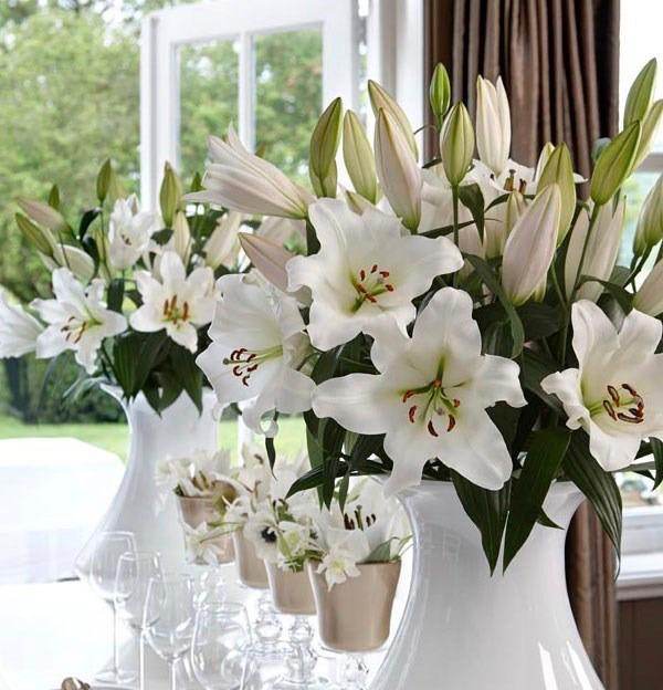 lilie & white Oriental Lillie White – PR Floral Marketing
