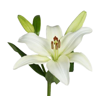 Oriental Lillie White