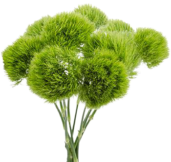 Dianthus Verde